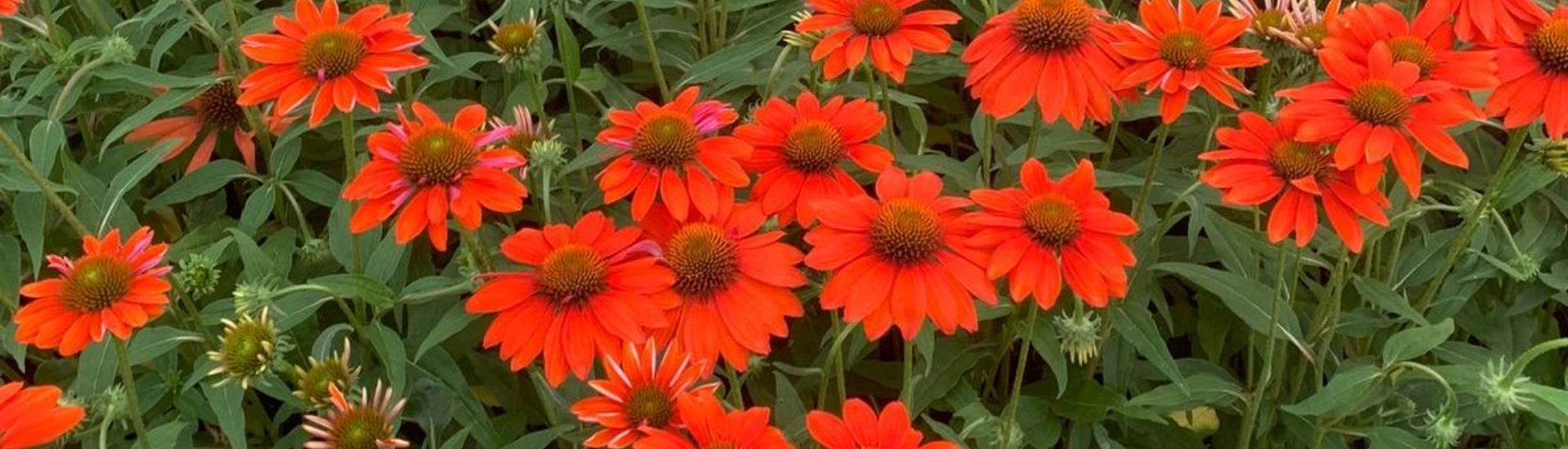 plantes - herbacée vivace